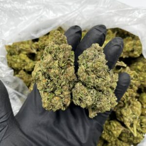 Atomic Daiquiri Strain
