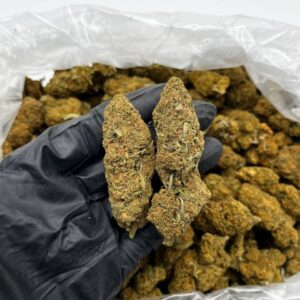 Blue City Diesel Strain