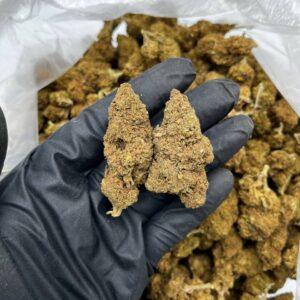 Blueberry strain