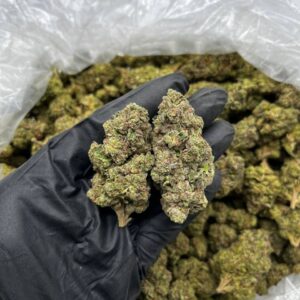 Bomba strain