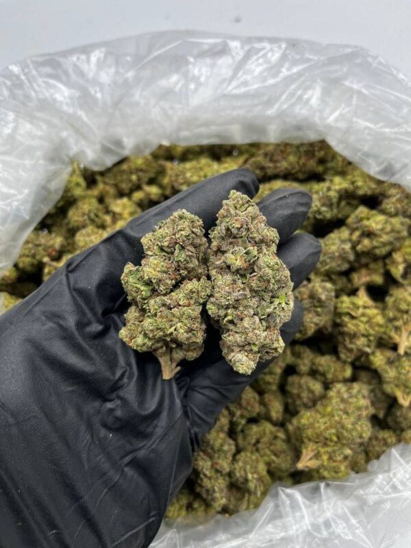 Bomba strain