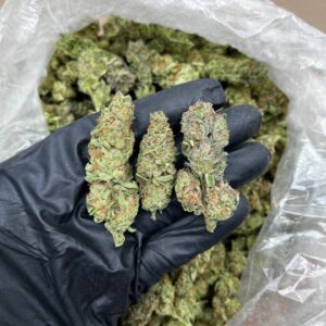 Cheesecake strain