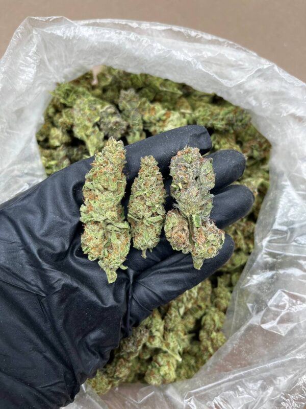 Cheesecake strain