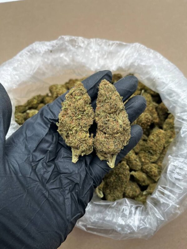 Citrus Demon Strain