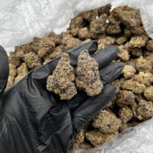 Dosi Kushmintz strain