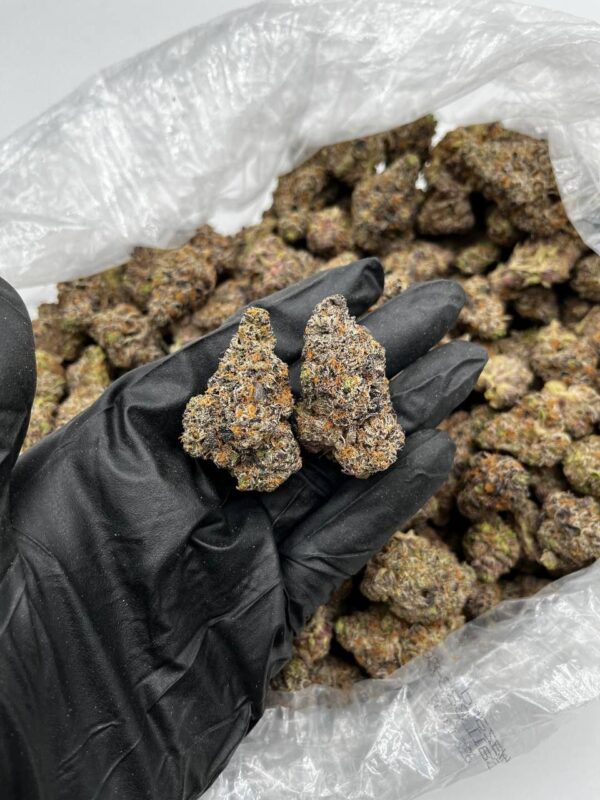 Dosi Kushmintz strain