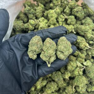 Dosido strain