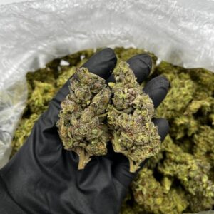 Dream Queen strain
