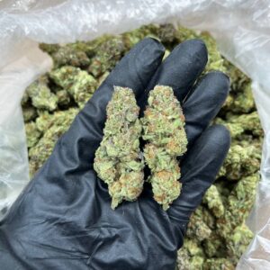 Future X Strain