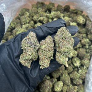 G41 x Oreo Strain