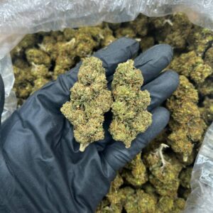 Gas Demon strain