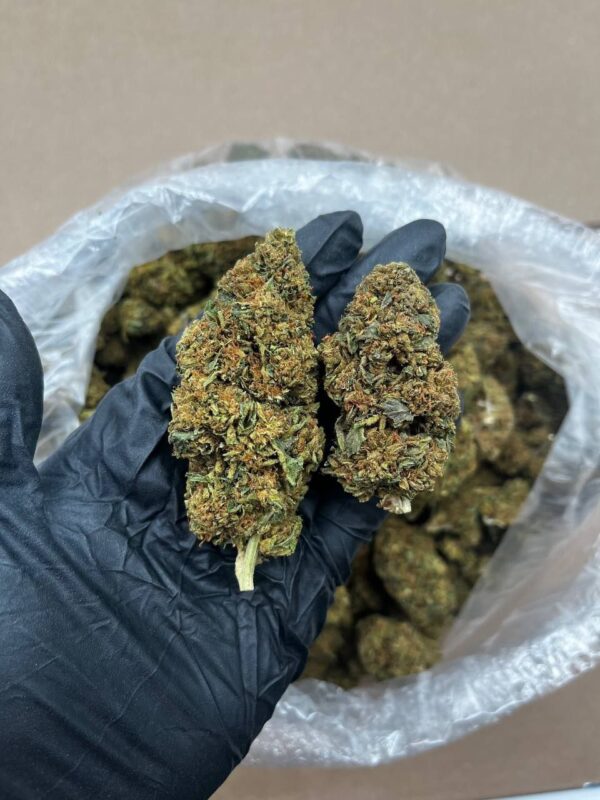 Gelato 41 strain