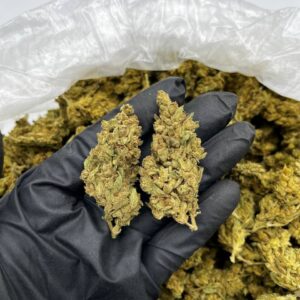 Gorilla Glue strain