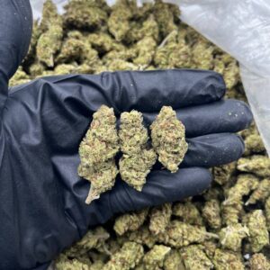 Hi-Octane strain