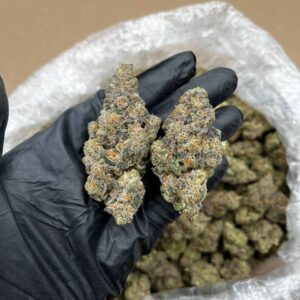 High Society strain