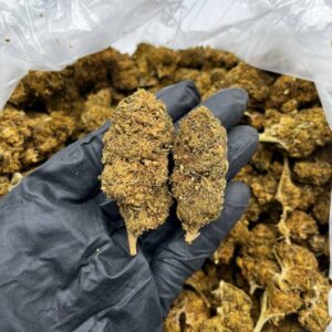 Jack Herer strain