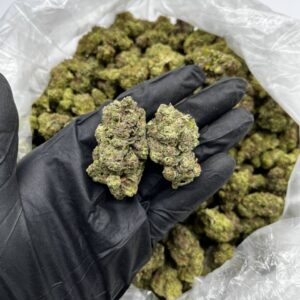 Kashmir strain