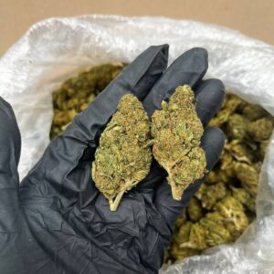 Key Lime Pie strain