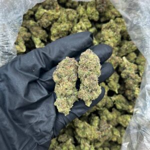 King of Mendo strain