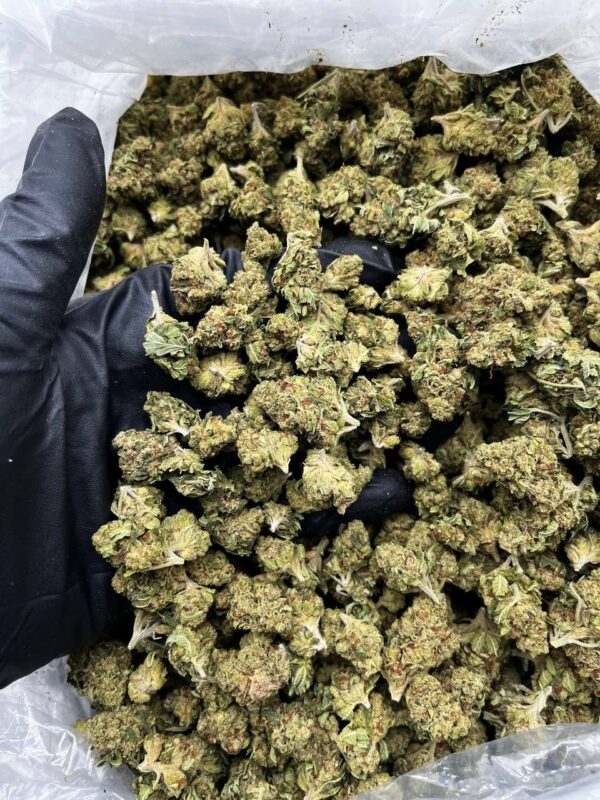 Legend Og Strain