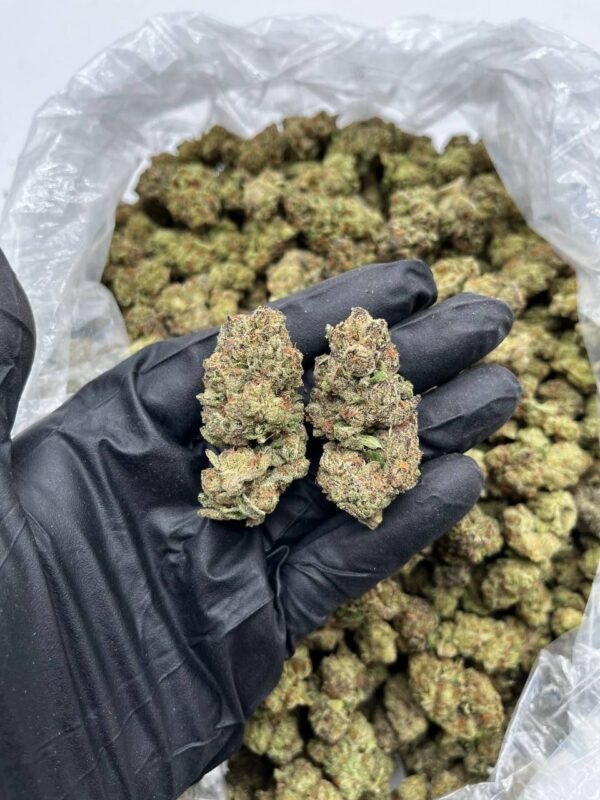 Mac 1 strain