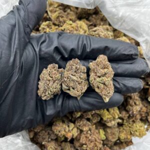 Orange Slush Strain