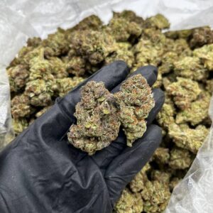 Pluto Strain