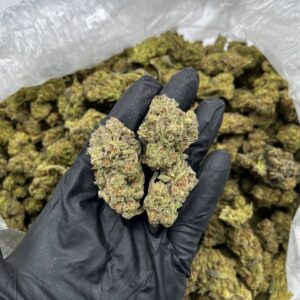 Purple caine strain