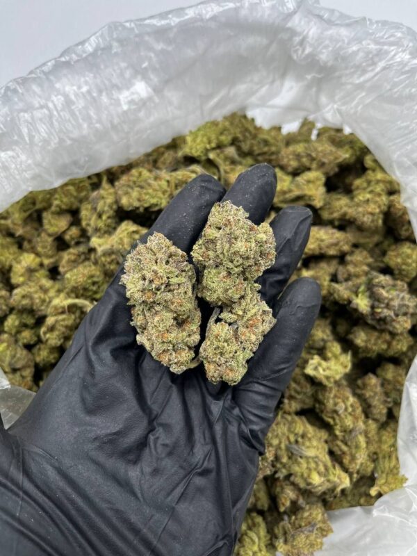 Purple caine strain