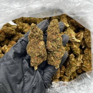 Purple Gelato strain