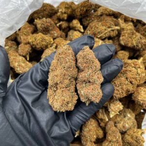 Purple Kush Strain