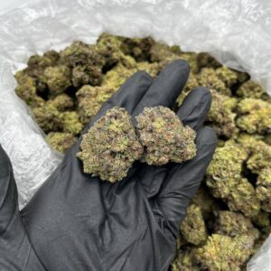 Purple Magic strain
