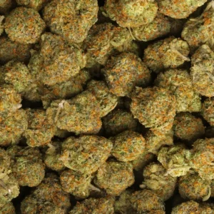 RS11 strain