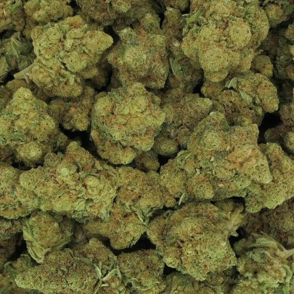 RS11 strain