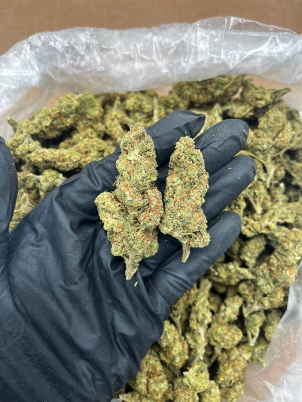 King Sherb strain