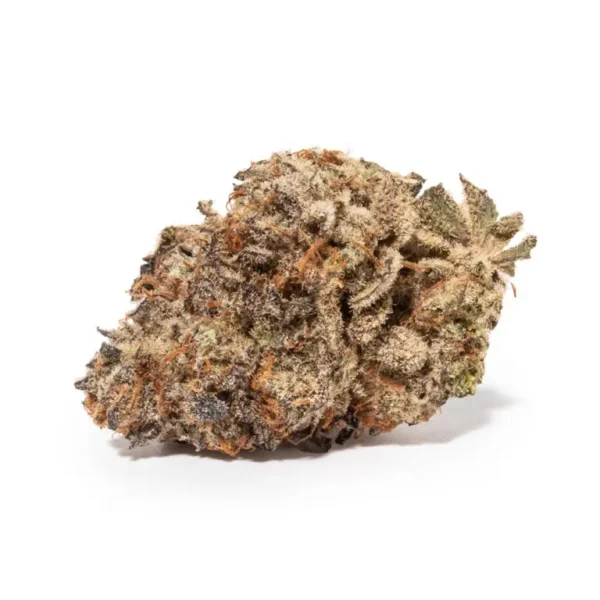 TK41 Strain