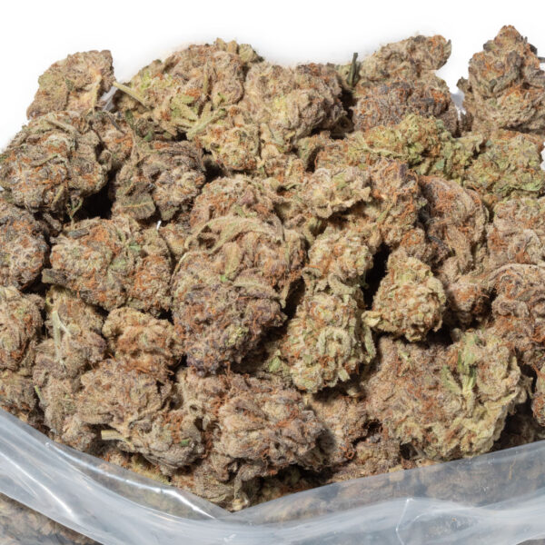 TK41 strain