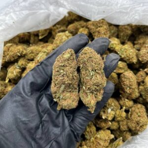 White Gushers Strain