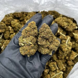 Yahemi Strain